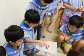 カブト虫の幼虫